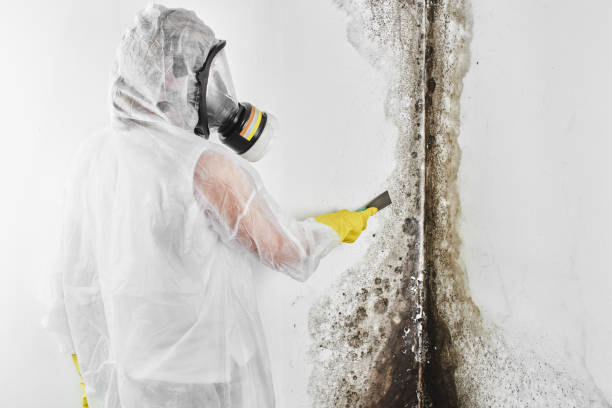 Mold Testing and Removal in Little Ferry, NJ