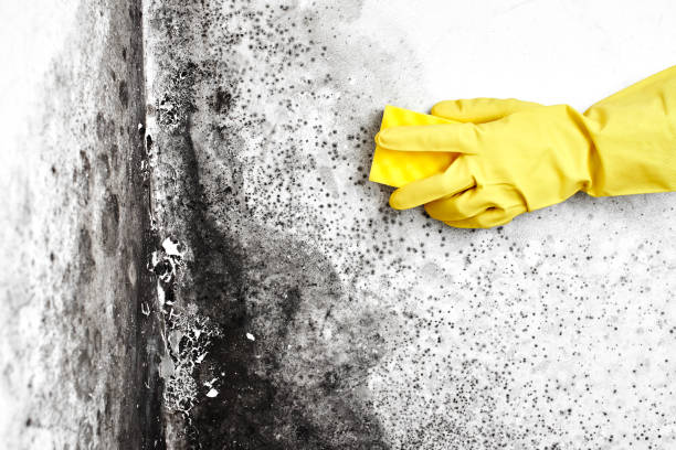 Crawl Space Mold Removal in Little Ferry, NJ