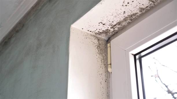Best Fast Mold Removal  in Little Ferry, NJ