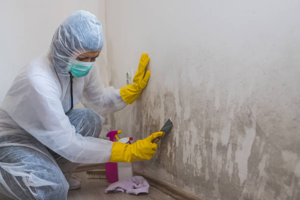 Best Crawl Space Mold Removal  in Little Ferry, NJ