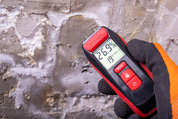 Best Residential Mold Removal  in Little Ferry, NJ