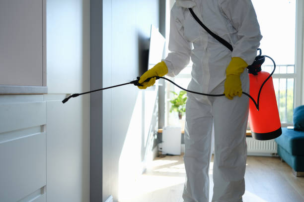 Best Mold Removal Company Near Me  in Little Ferry, NJ