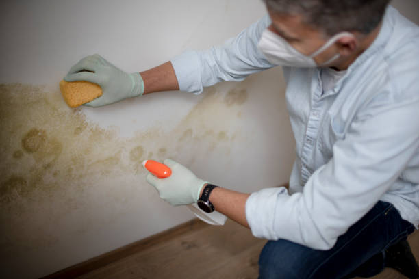 Trusted Little Ferry, NJ Mold Removal Experts