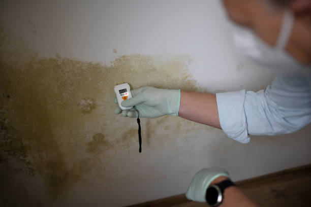 Best Attic Mold Removal  in Little Ferry, NJ