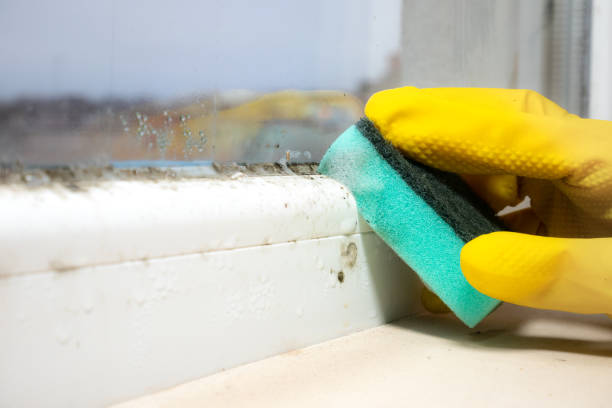 Best Local Mold Removal Service  in Little Ferry, NJ