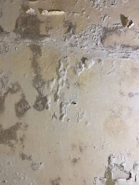 Best Home Mold Removal  in Little Ferry, NJ