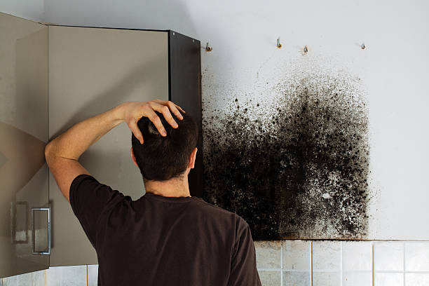 Best Black Mold Removal  in Little Ferry, NJ