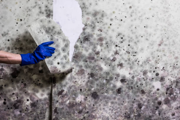 Best Commercial Mold Removal  in Little Ferry, NJ
