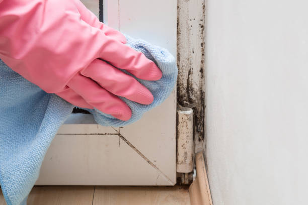 Best Fast Mold Removal  in Little Ferry, NJ