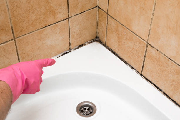 Best Fast Mold Removal  in Little Ferry, NJ
